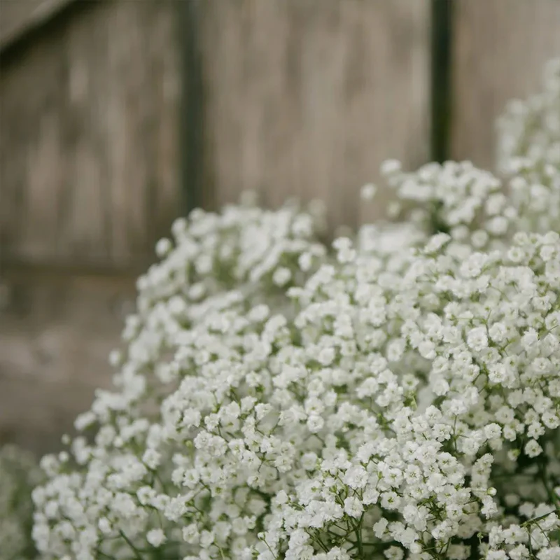 Gypsophila seeds Baby’s Breath Gypsophila - Image 5