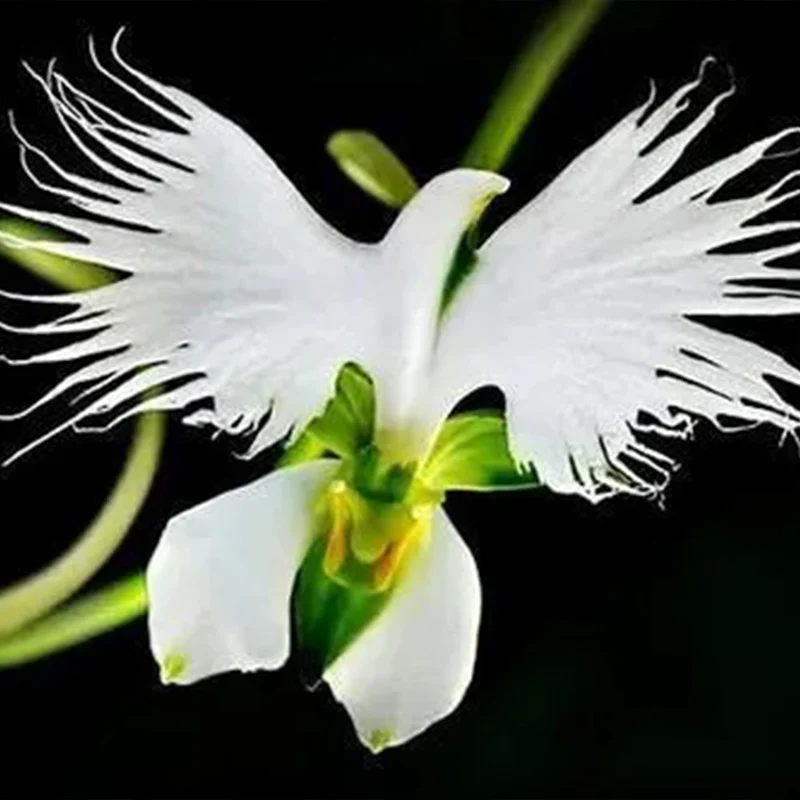 Habenaria radiata Seeds - Image 2