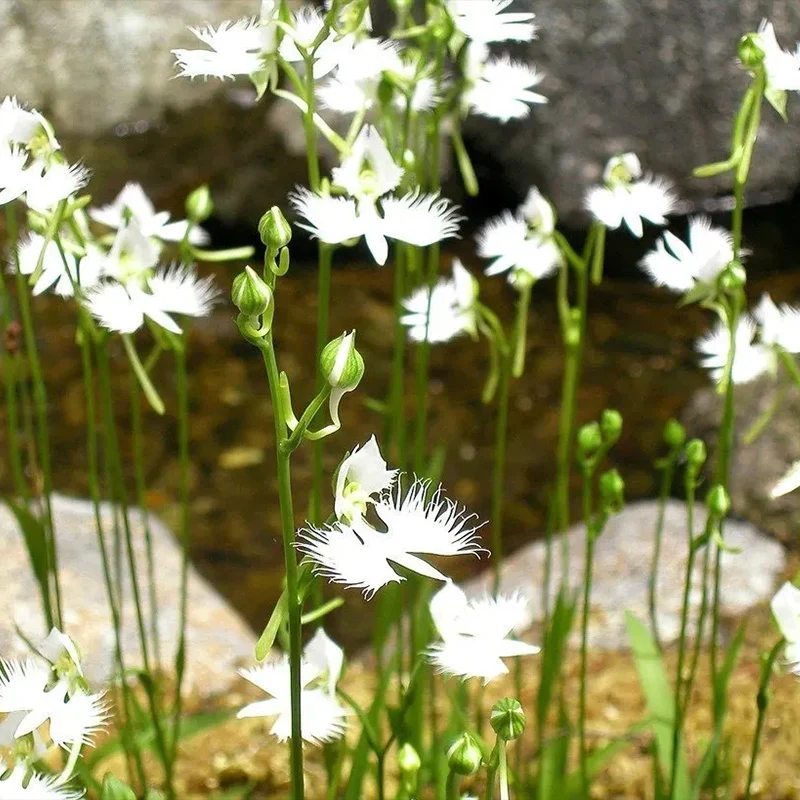 Habenaria radiata Seeds - Image 3