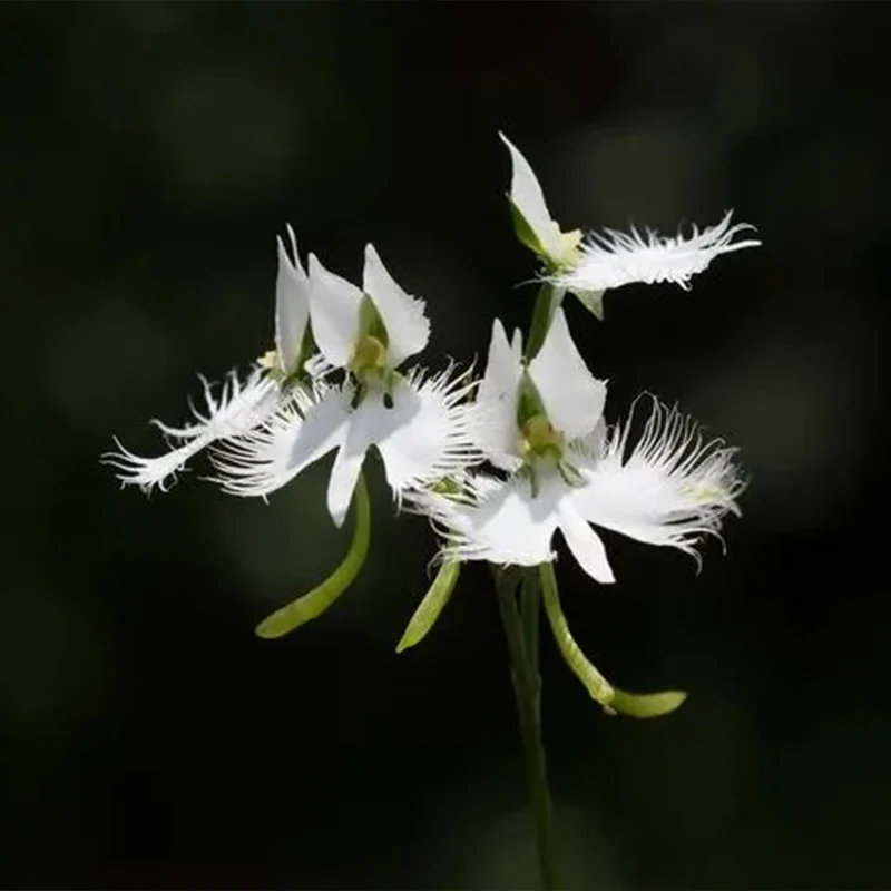 Habenaria radiata Seeds - Image 4