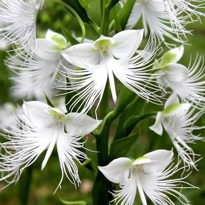 Habenaria radiata Seeds - Image 5