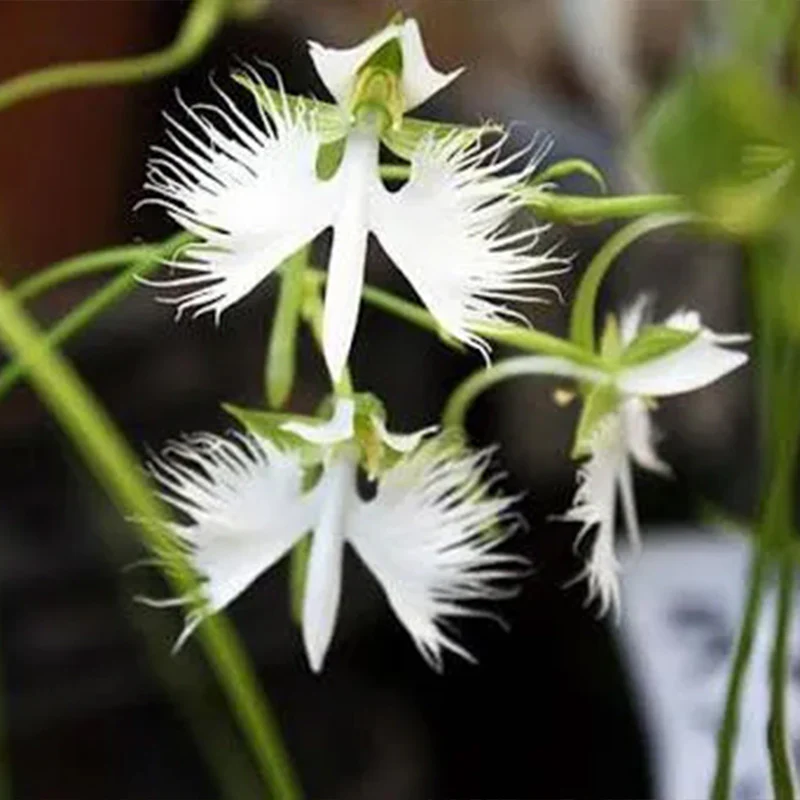 Habenaria radiata Seeds - Image 6