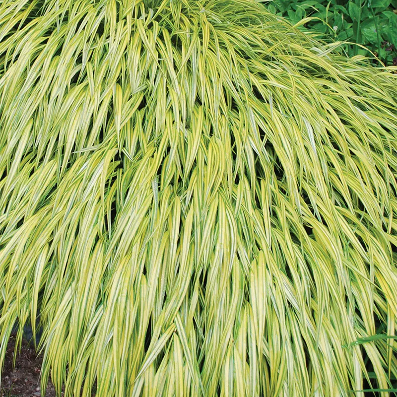 Hakonechloa, Aureola - Image 2
