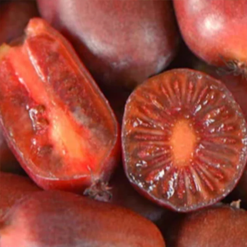 Hardy kiwi Fruit kiwiberry 'Scarlet September' Plum-size - Image 2