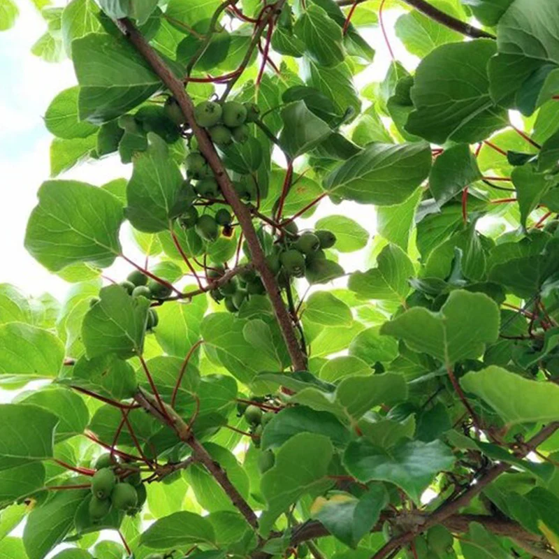 Hardy Kiwi Seeds (actinidia arguta) - Image 4