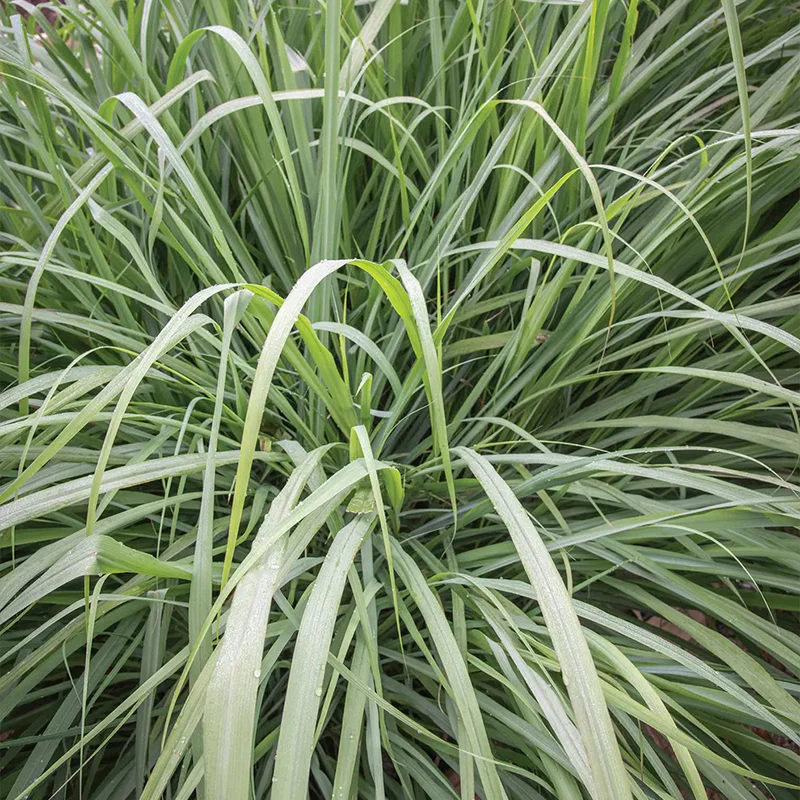 Herb, Lemongrass - Image 3