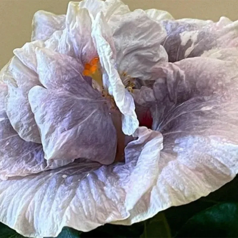 Hibiscus Double Luna - Image 2