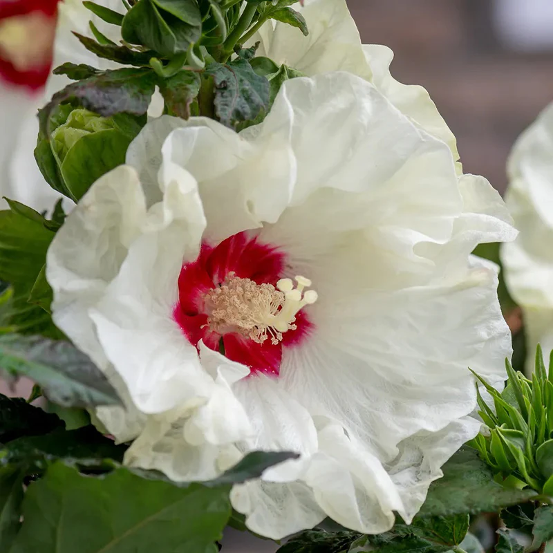Hibiscus, French Vanilla - Image 2