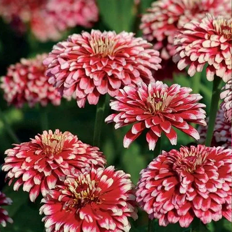 Hidden Dragon Zinnia Seeds - Image 3