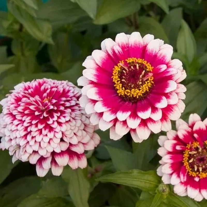 Hidden Dragon Zinnia Seeds - Image 4