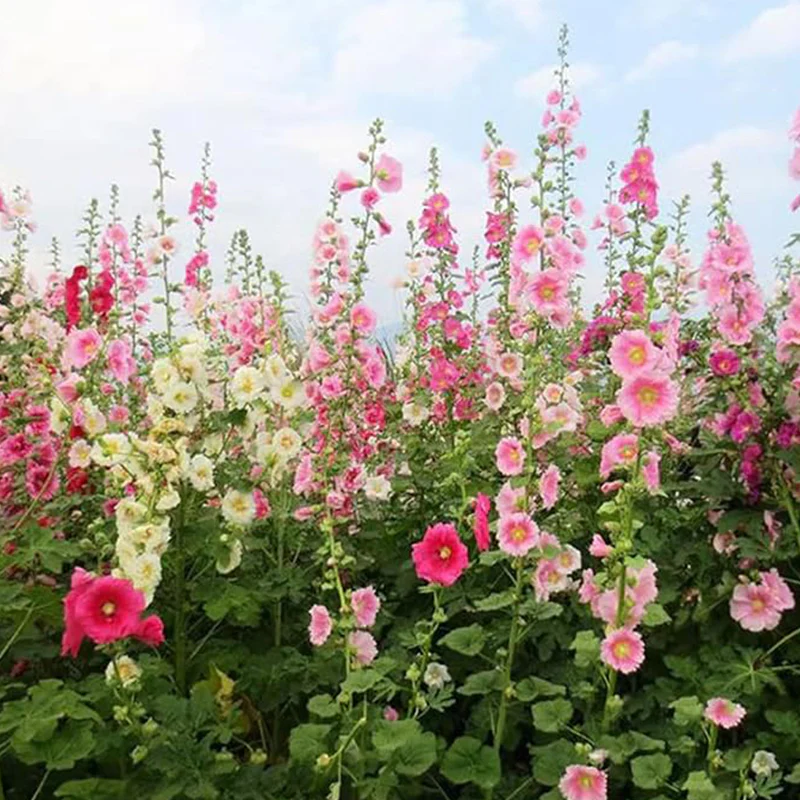 Hollyhock Seeds Carnival Mix Giant Mallow Double Hollyhock Flowers Seed Perennial Outdoor Home Garden Flower - Image 5