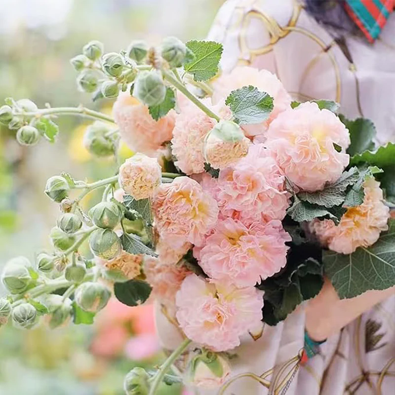 Hollyhock Seeds Carnival Mix Giant Mallow Double Hollyhock Flowers Seed Perennial Outdoor Home Garden Flower - Image 6