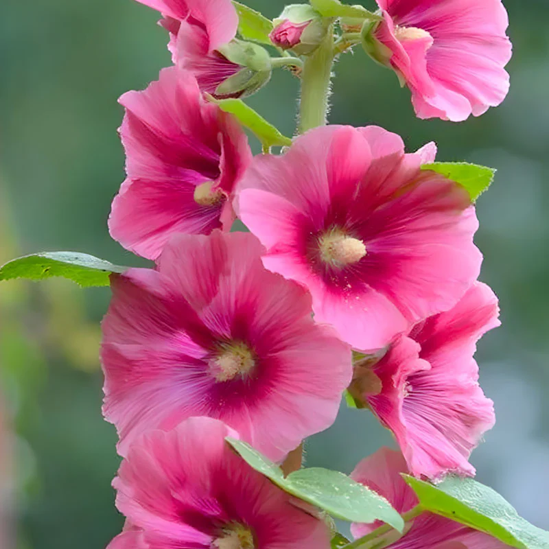Hollyhock Seeds - Single Mix - Image 2