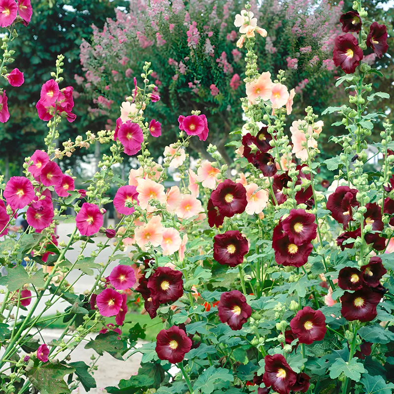 Hollyhock Seeds - Single Mix - Image 5