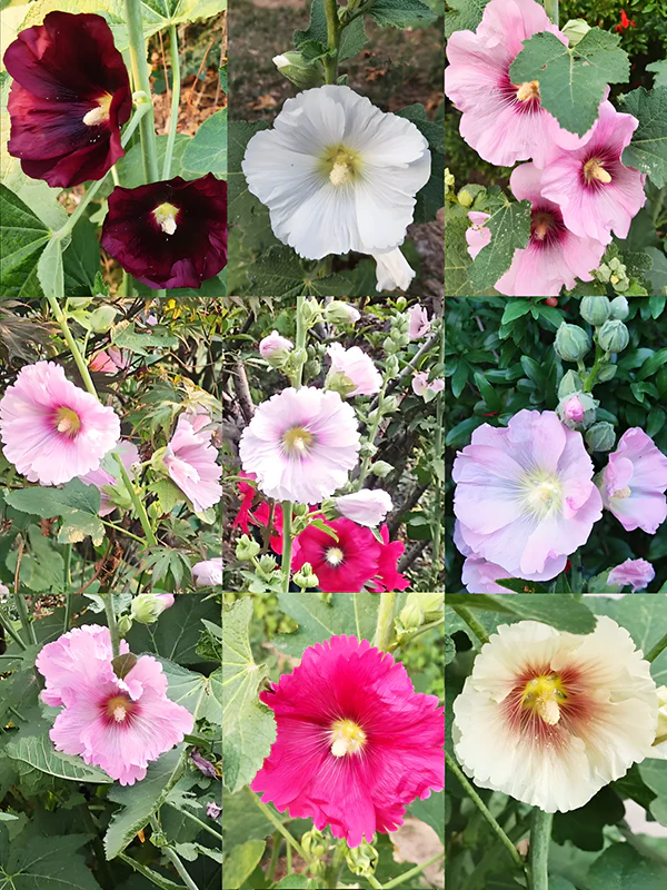 Hollyhock Seeds - Single Mix - Image 7