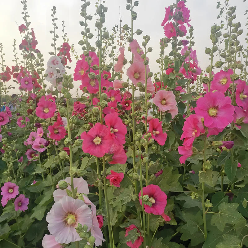 Hollyhock Seeds - Single Mix - Image 9