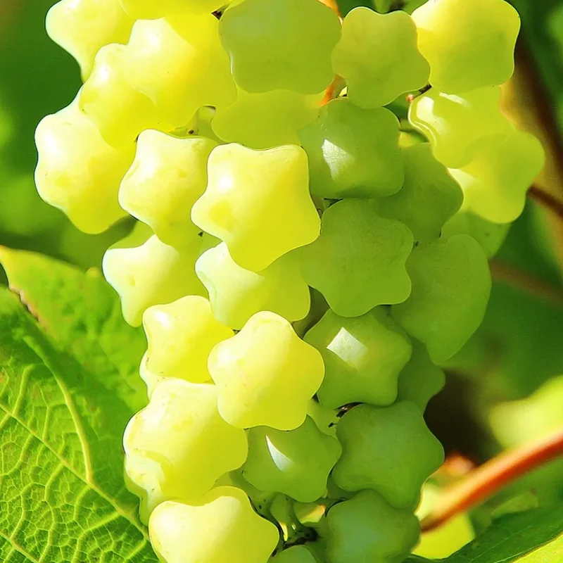 Hot Sale Rare And Beautiful Breed Star Grape Seeds - Image 5