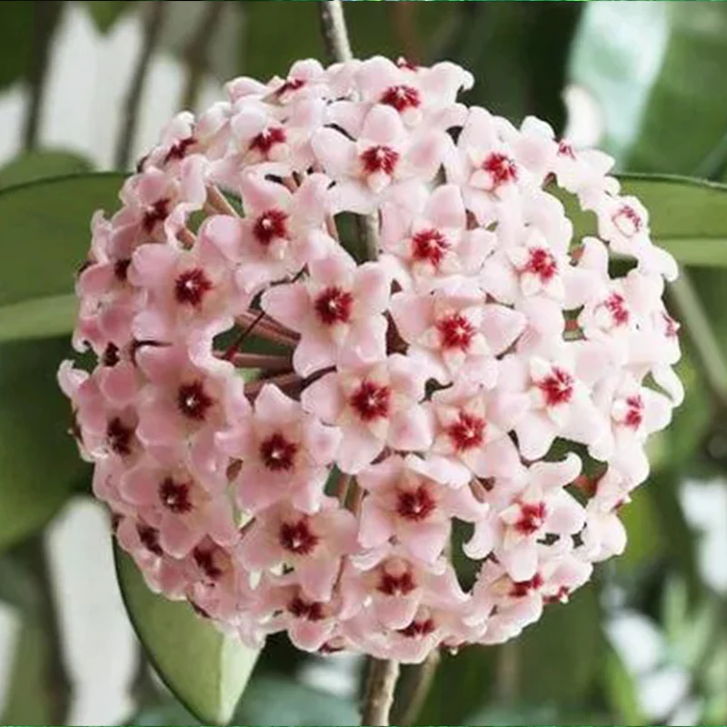 Hoya Carnosa Mixed Color Seeds - Image 3