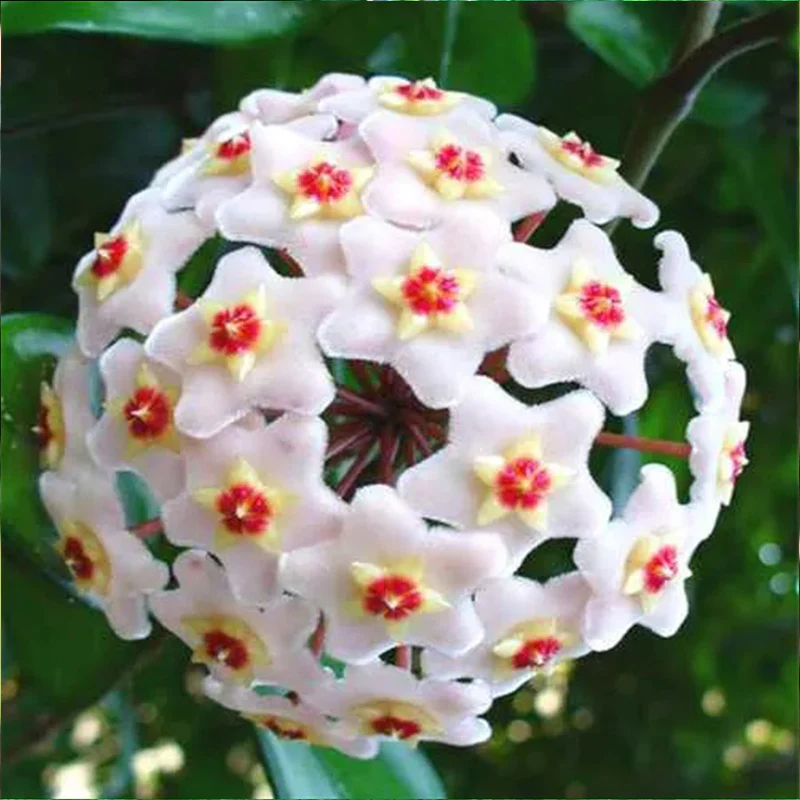 Hoya Carnosa Mixed Color Seeds - Image 5