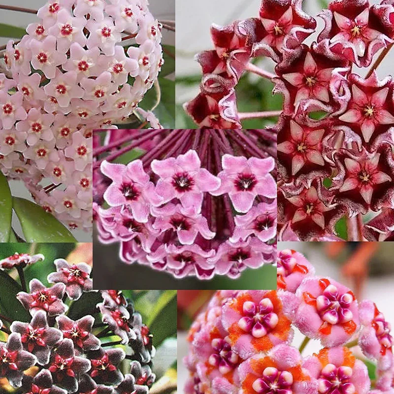 Hoya Carnosa Mixed Color Seeds - Image 7