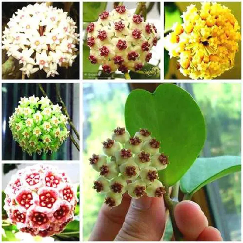 Hoya Carnosa Mixed Color Seeds - Image 8