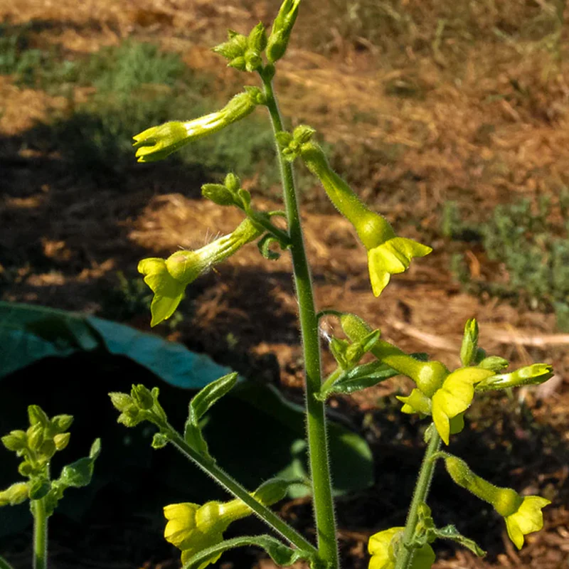 Huichol / Langsdorff's Tobacco Seed - Image 4