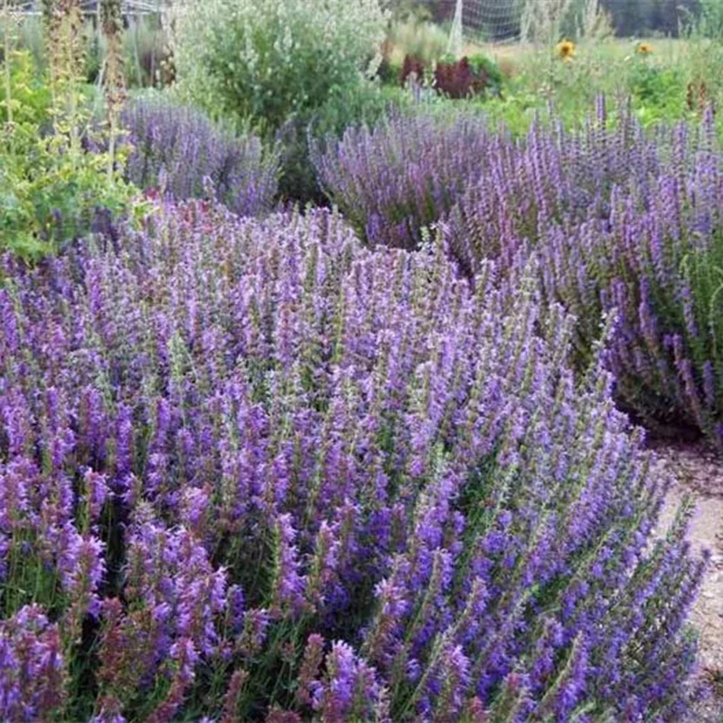 Hyssop Seeds - Image 2