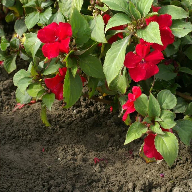 Impatiens Plant Baby Scarlet Flower Seeds for Planting - Image 4