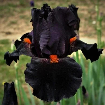 Iris Germanica 'Dracula's Kiss' - Image 2