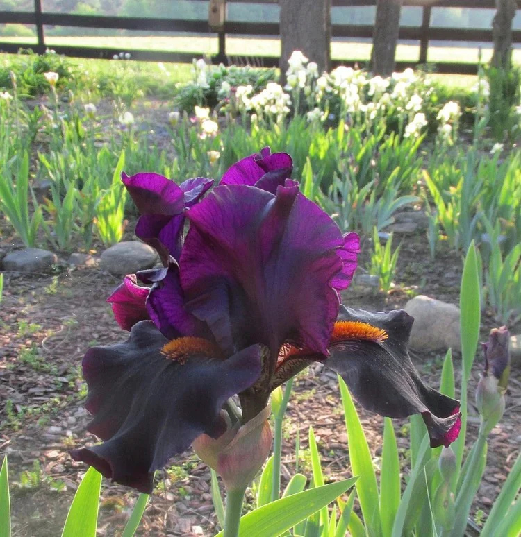 Iris Germanica 'Dracula's Kiss' - Image 5