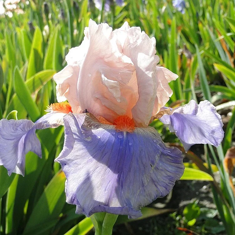 Iris Germanica 'French Cancan' - Image 2