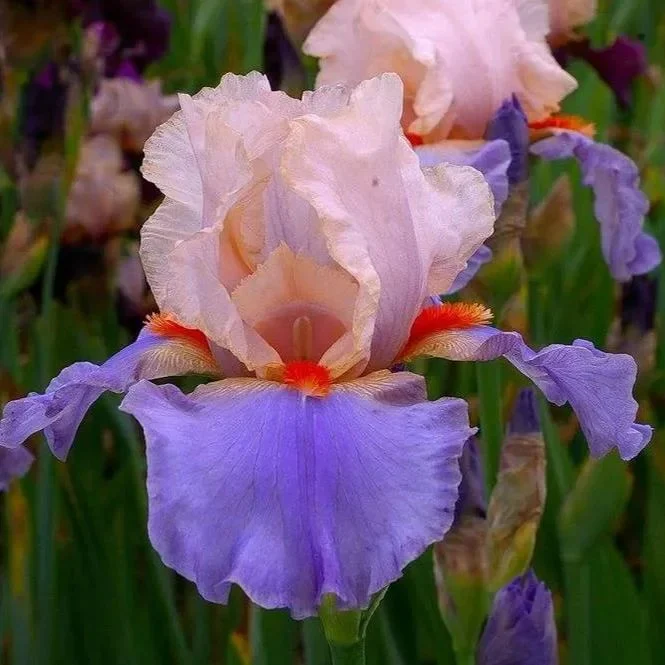 Iris Germanica 'French Cancan' - Image 3