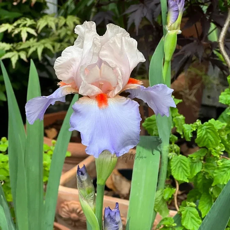 Iris Germanica 'French Cancan' - Image 4