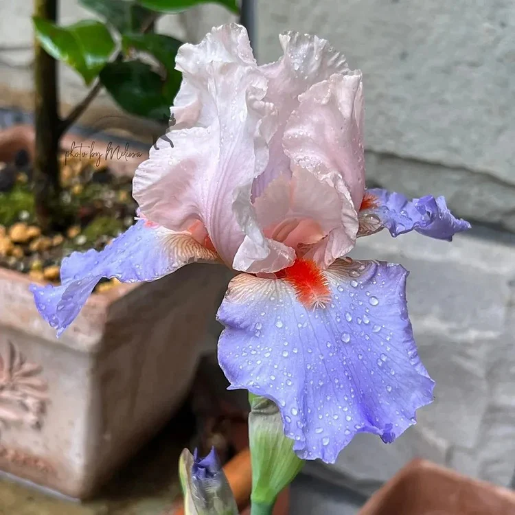 Iris Germanica 'French Cancan' - Image 6
