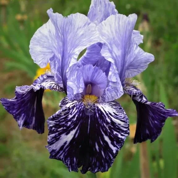 Iris germanica 'Millennium Falcon' - Image 3