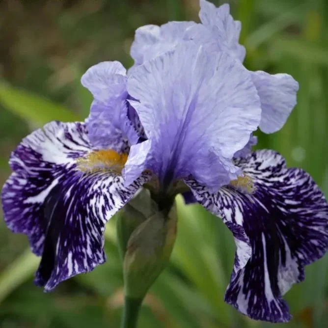 Iris germanica 'Millennium Falcon' - Image 4