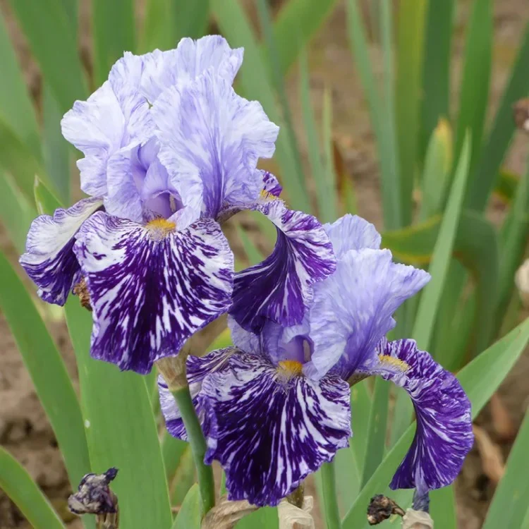 Iris germanica 'Millennium Falcon' - Image 5