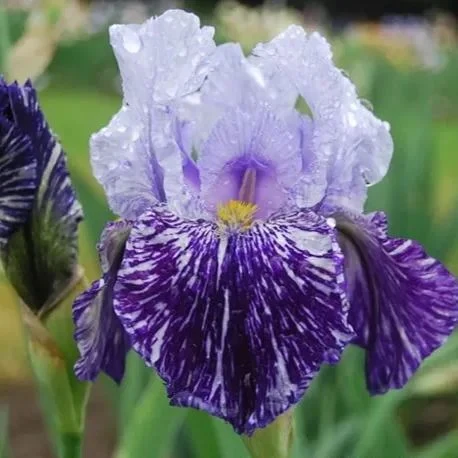 Iris germanica 'Millennium Falcon' - Image 6