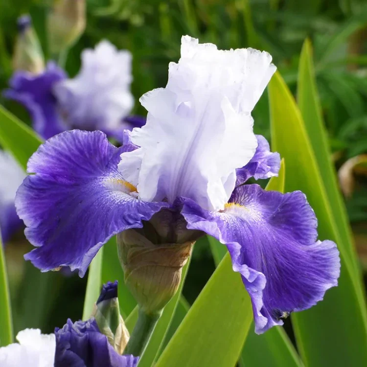 Iris Germanica 'Over Alaska' - Image 2