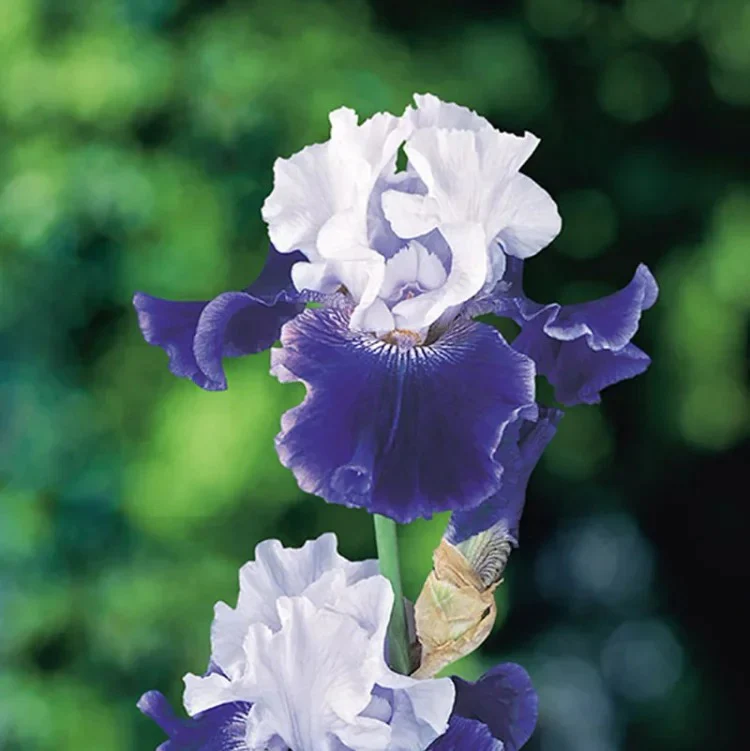 Iris Germanica 'Over Alaska' - Image 5