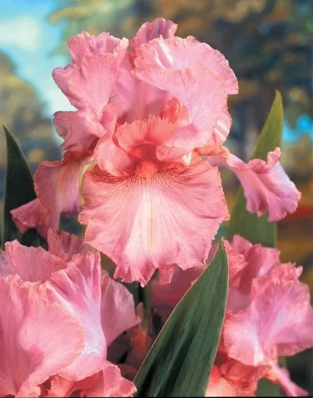Iris 'Pink Bubbles' - Image 2