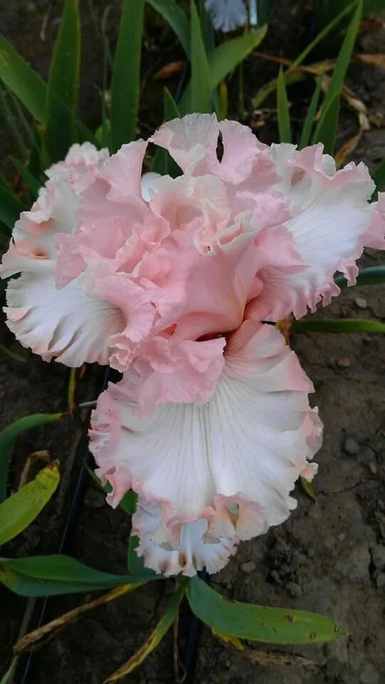Iris 'Pink Bubbles' - Image 3