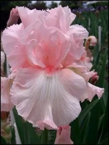 Iris 'Pink Bubbles' - Image 4