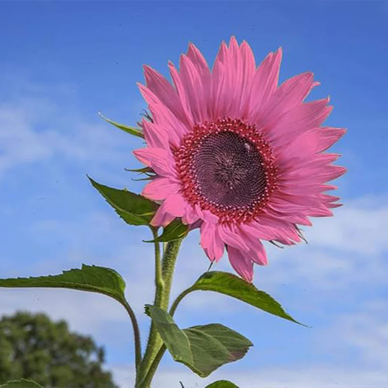 Iris Tectorum Rose Sunflower  Pink Sunflower Seeds Pink Sunflower Seeds