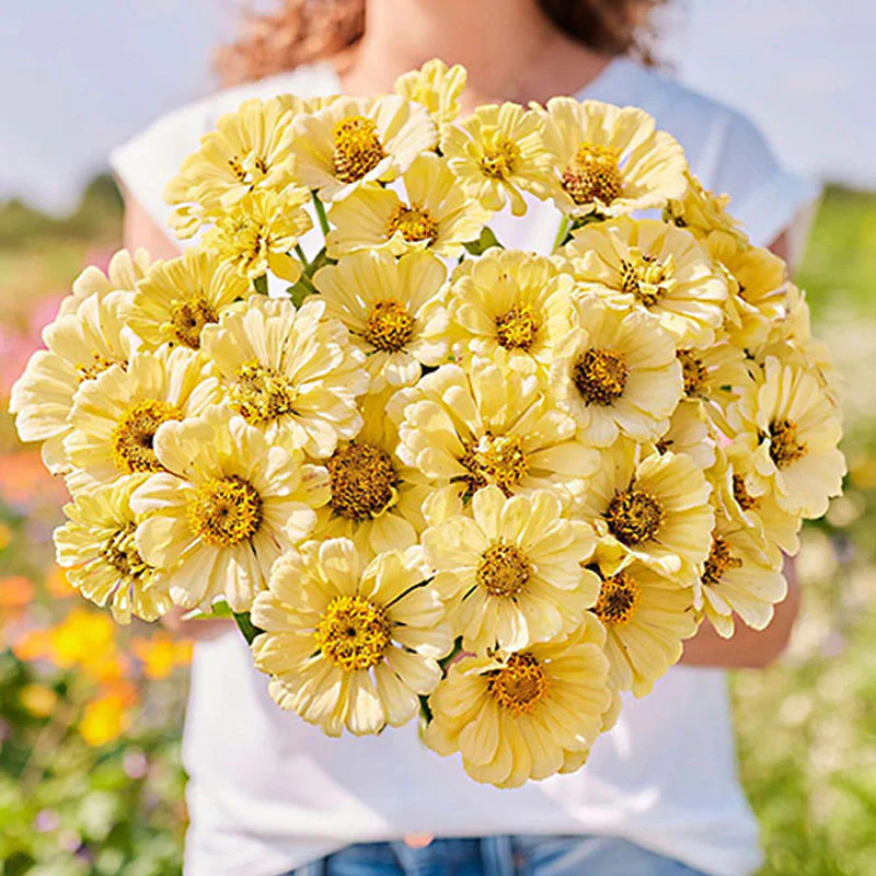 Isabellina Zinnia Flower Seeds