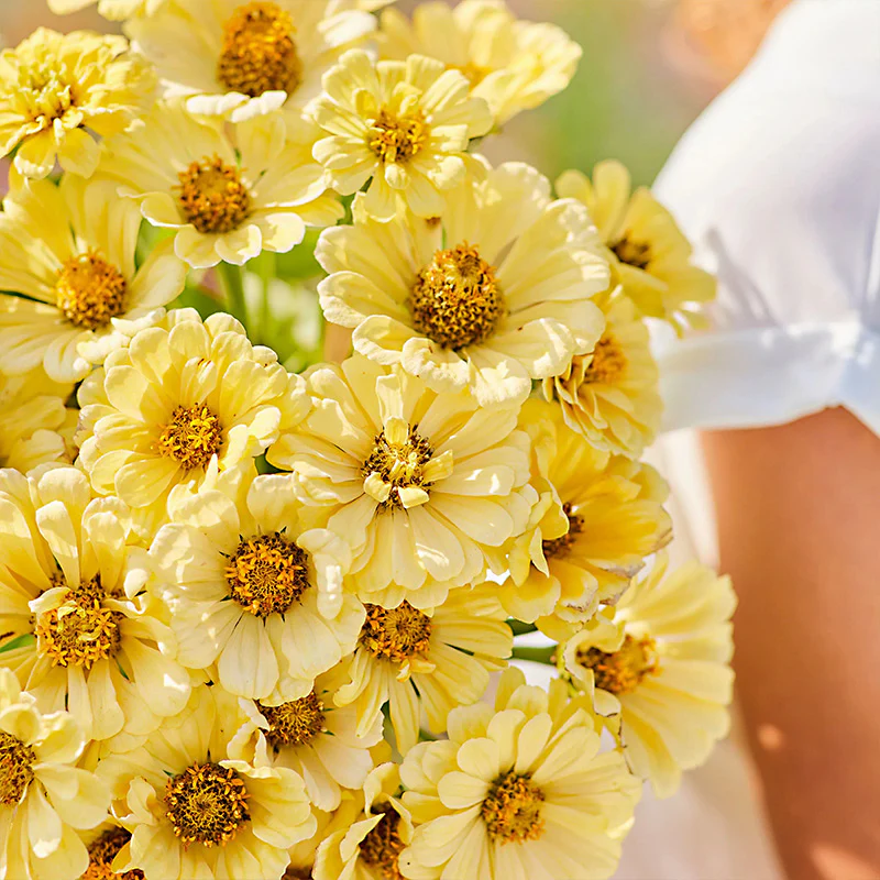 Isabellina Zinnia Flower Seeds - Image 2