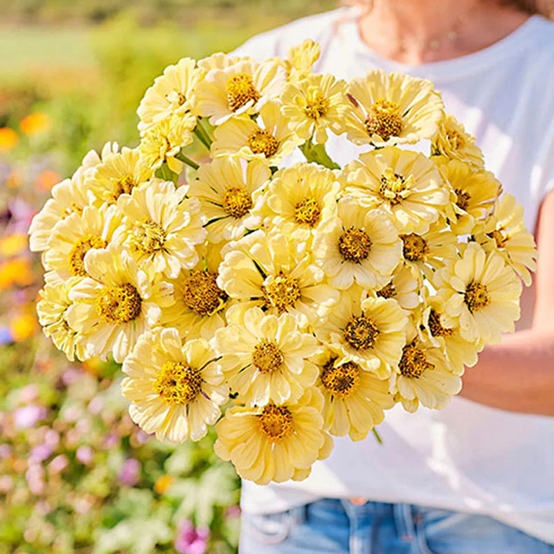Isabellina Zinnia Flower Seeds - Image 4