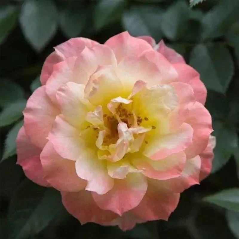 Italian Ice Rose Seeds - Image 3