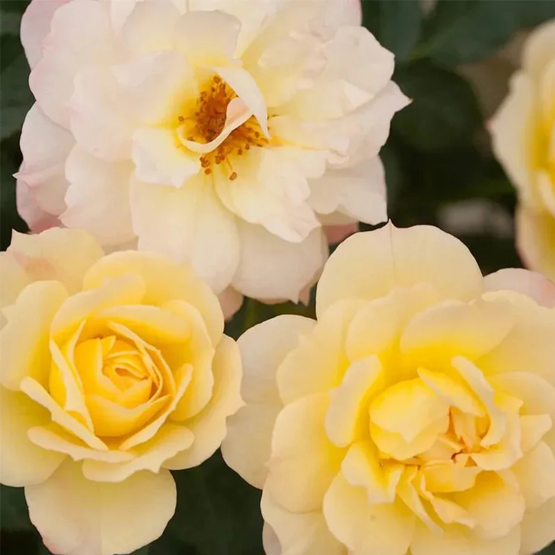 Italian Ice Rose Seeds - Image 4
