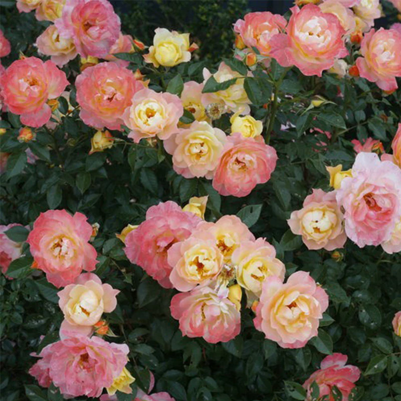 Italian Ice Rose Seeds - Image 5